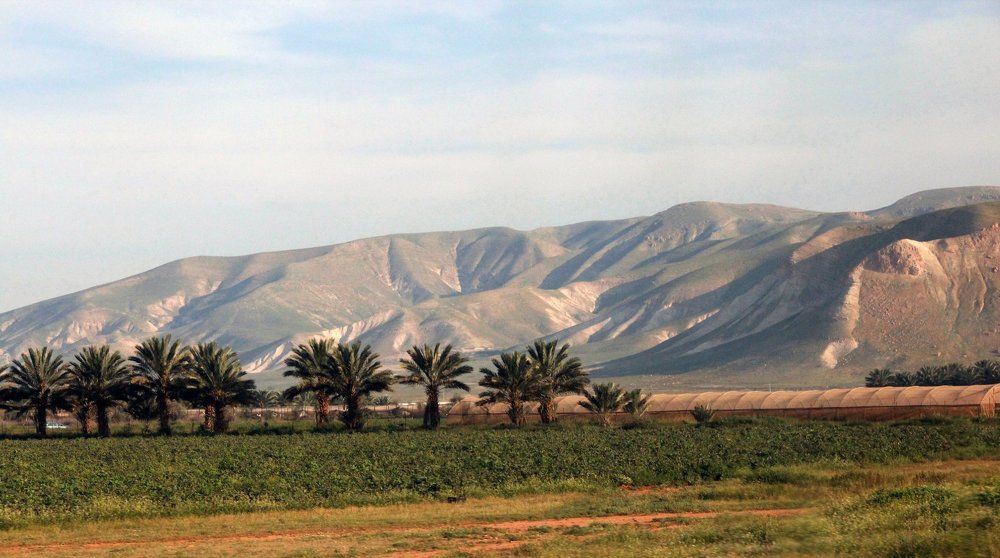 Финиковые пальмы в Израиле