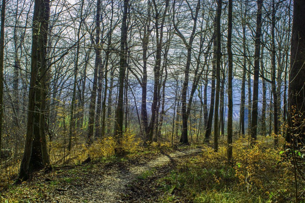 Утро в лесу