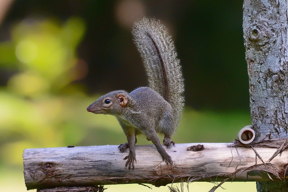 Тупайя не тупая!
