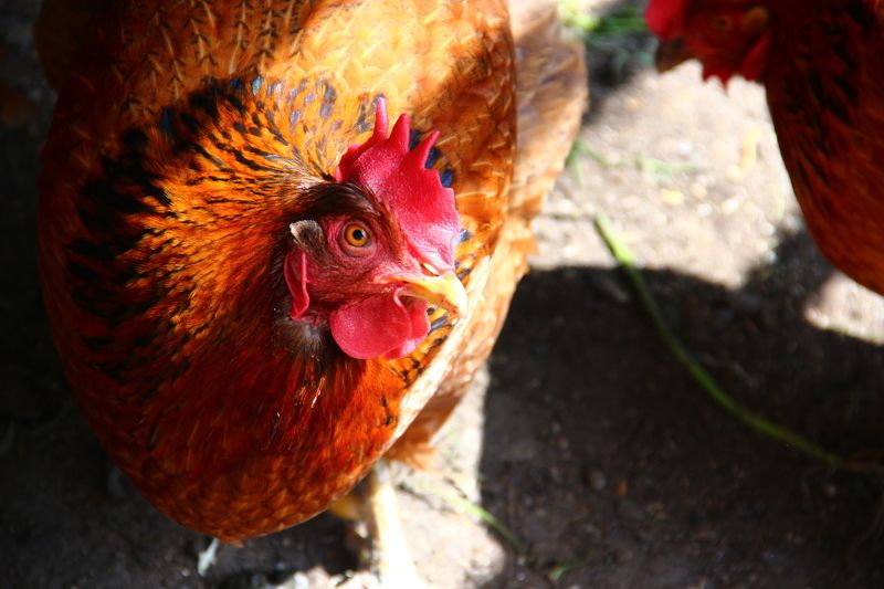 сергей, Russia