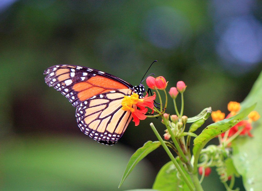 Butterfly world