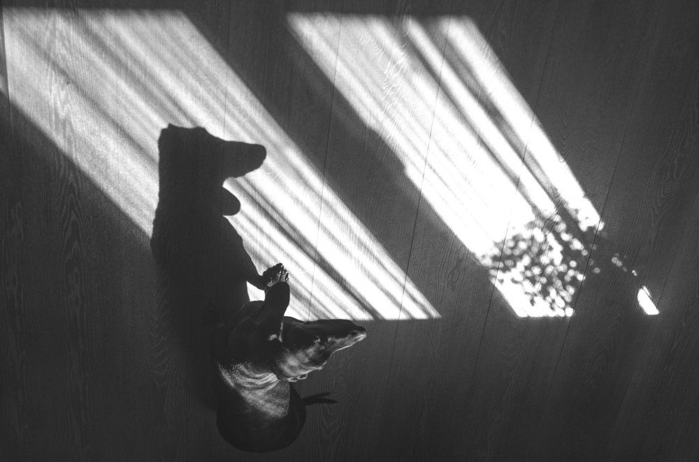 Собака на окне