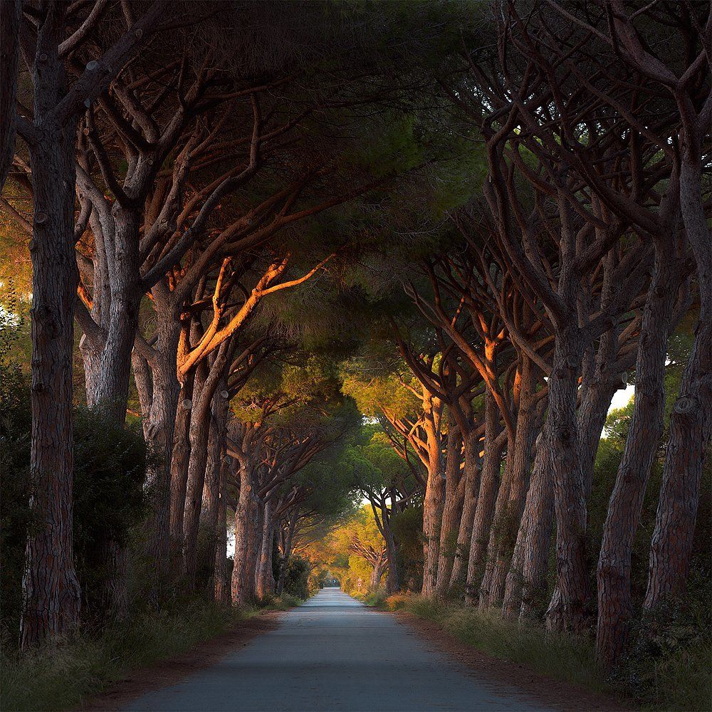 Вечер Тосканы