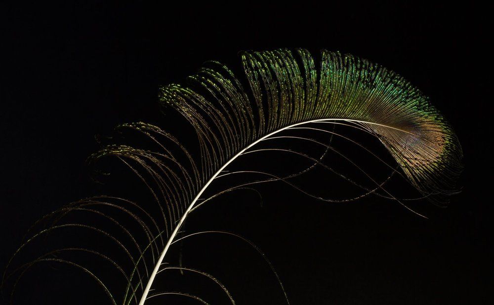 Feather