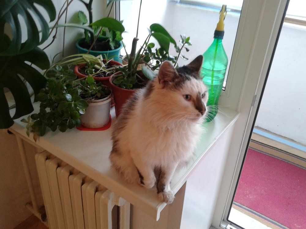 мой любимый кот