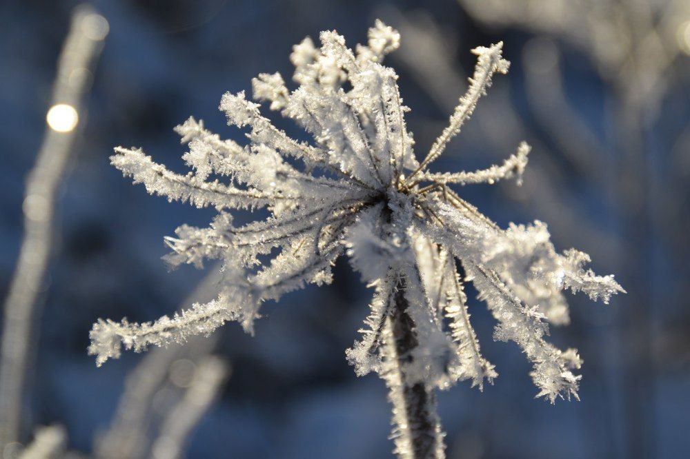 Нежно-морозно