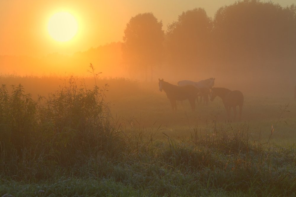 В утренней дымке