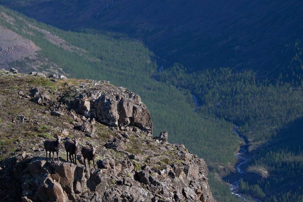 Три товарища