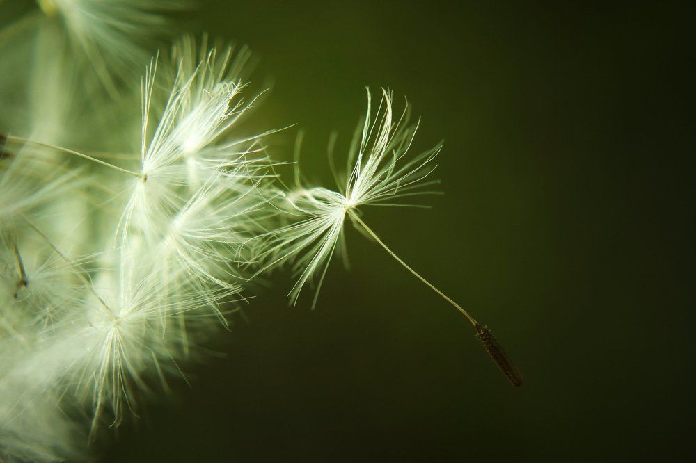 Dandelion