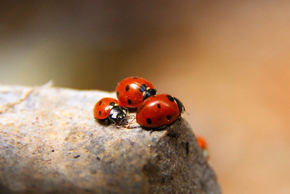 Семейство божьих коровок