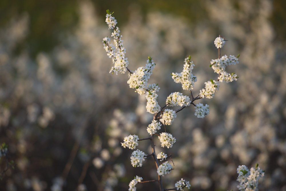 Теплые тона