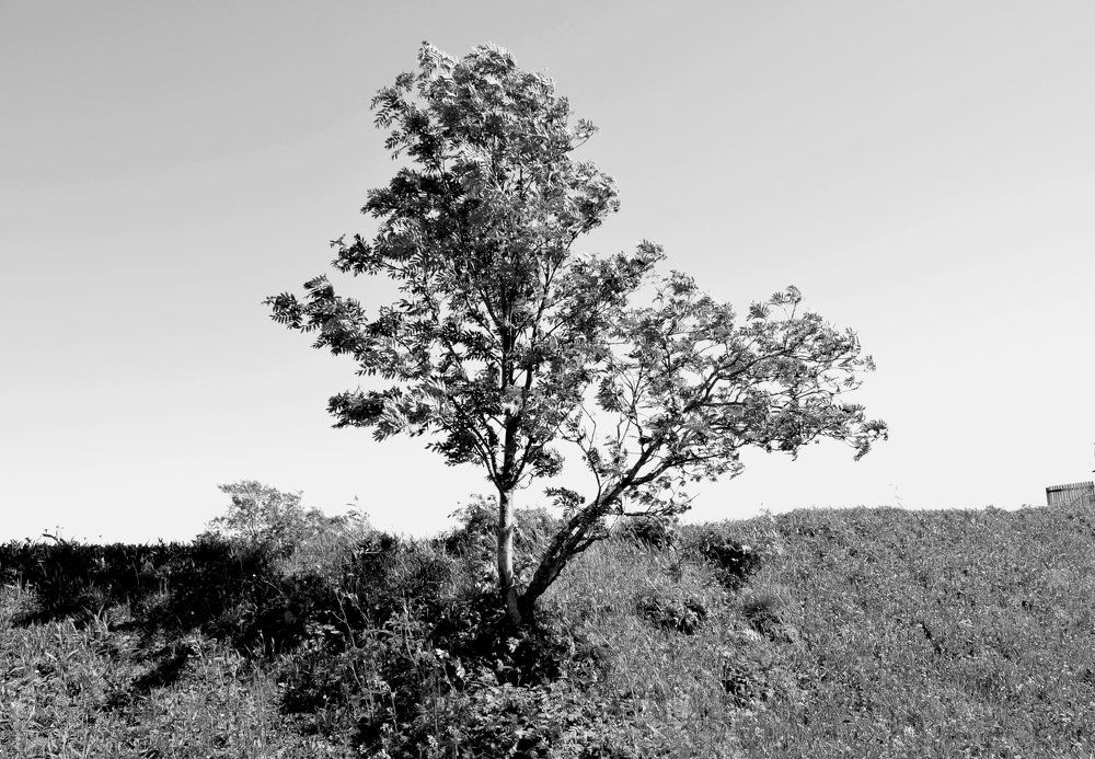 Freedom or loneliness?