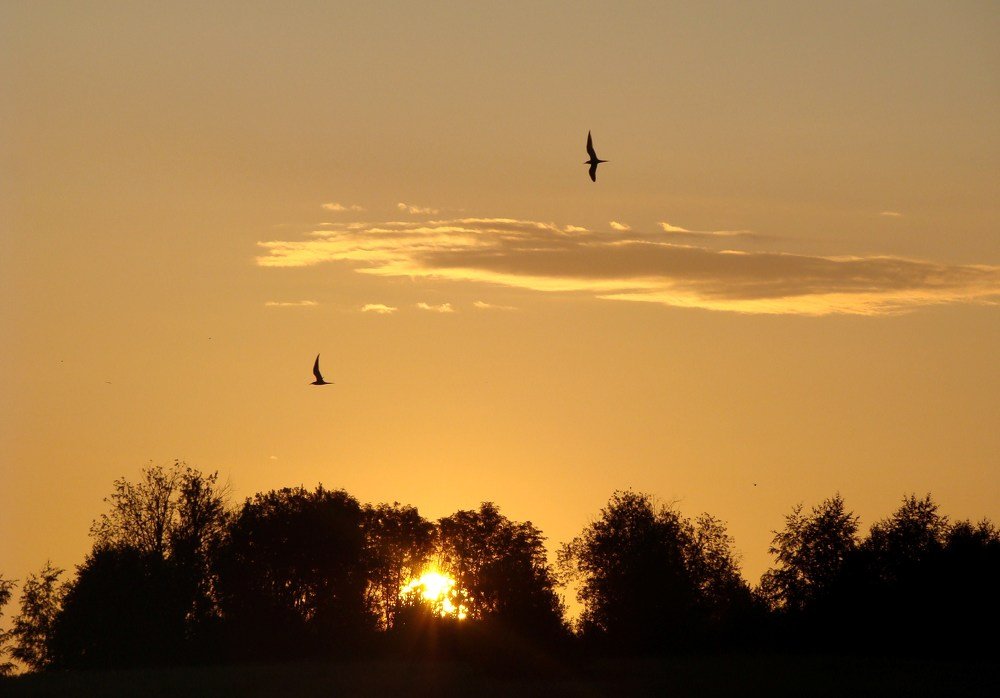 "Два медведя  -  поцелуй на рассвете"