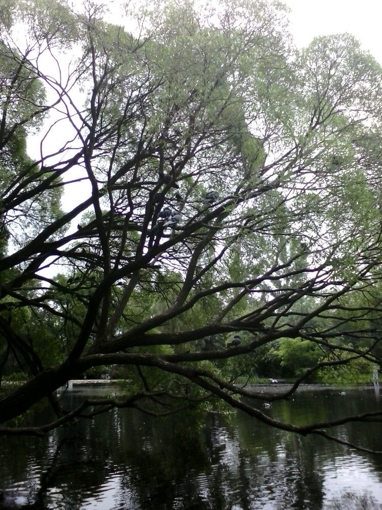 птичий базар