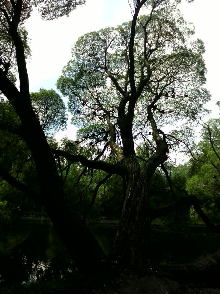 под зонтиком листвы