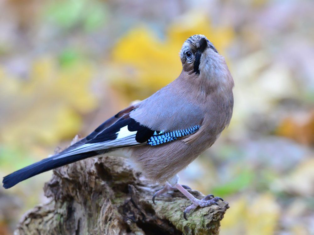 Прощальный взгляд