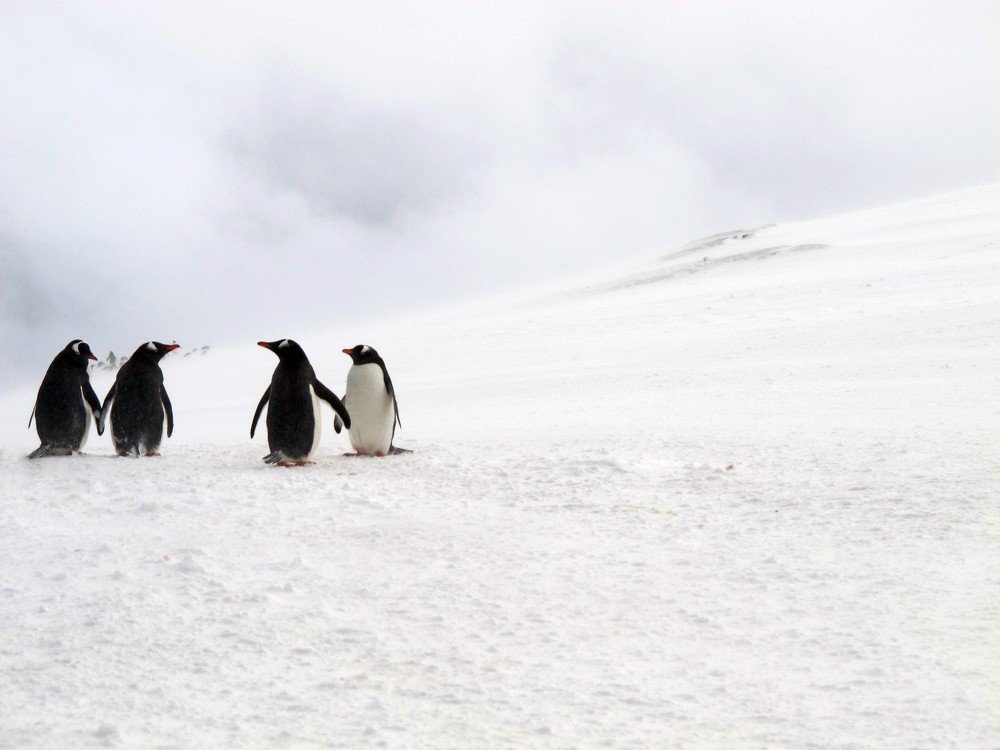 Будем дружить семьями?