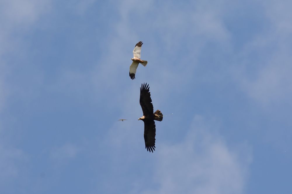 Три хищника