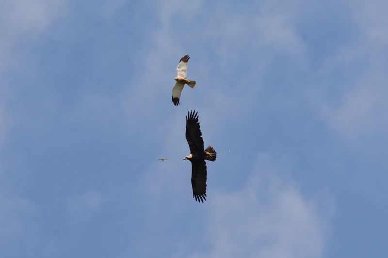 Андрей Москвичёв, Russia