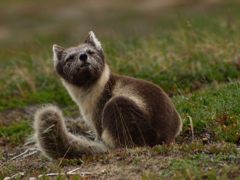 Александр, Russia
