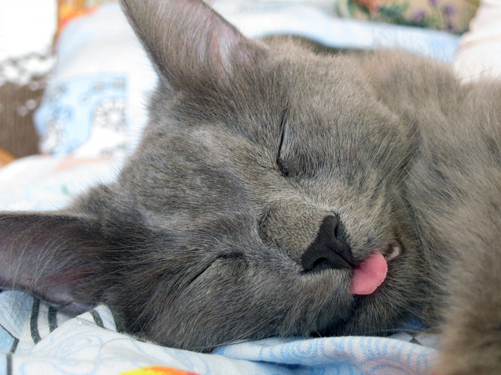 Так сон сладок...