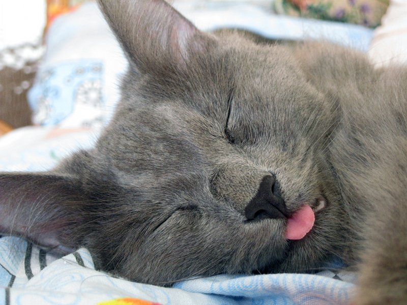 Ксения, Russia