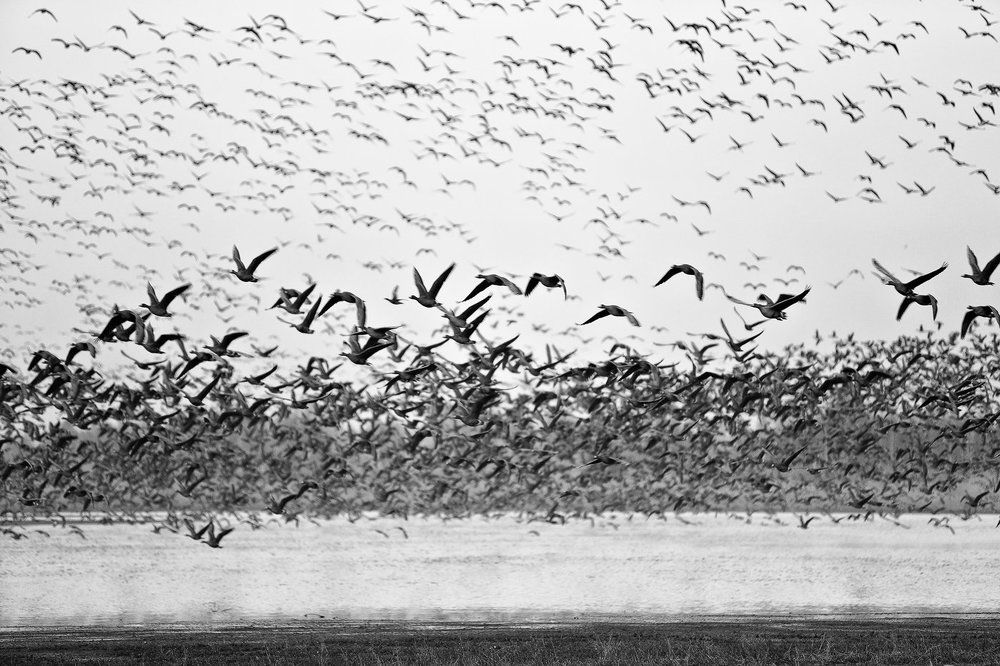 Птичий хаос.