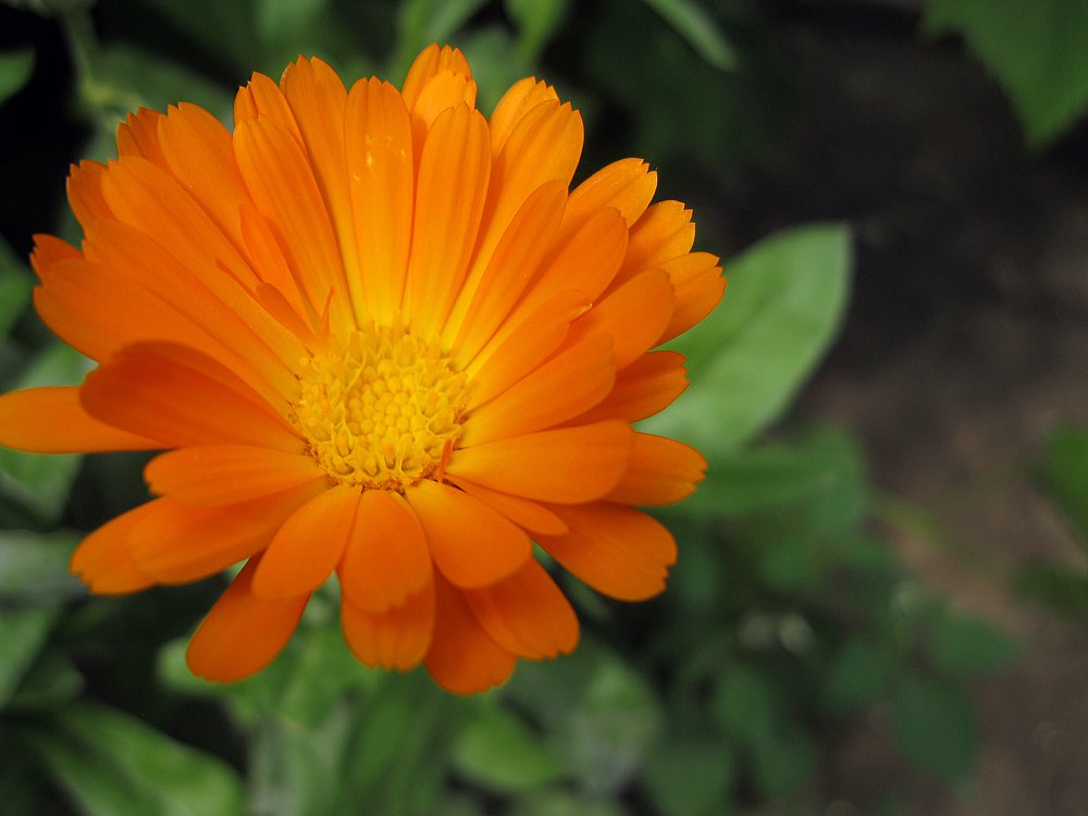 Солнце в траве