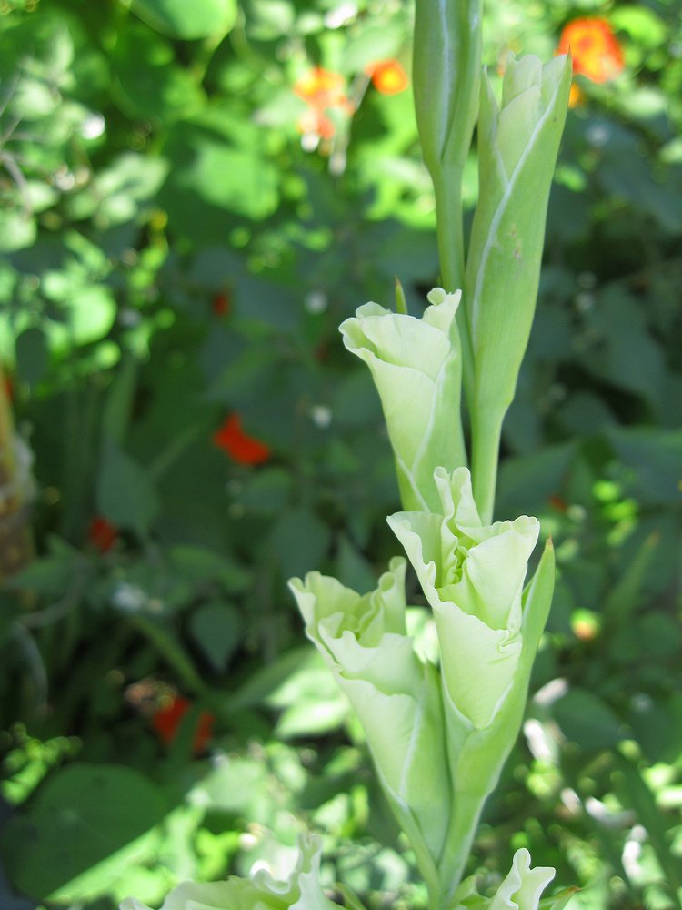 Слезы гладиатора