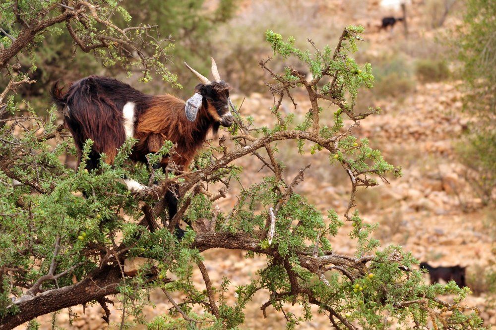 Goat on Argan tree.