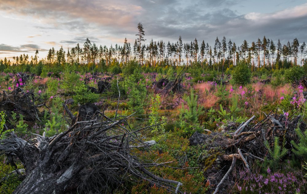 Таинственный лес