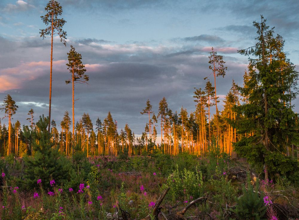 Пламя внутри