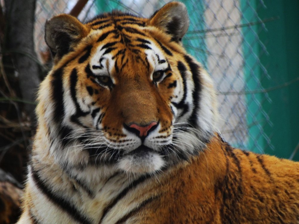 Sasha  the Siberian tiger