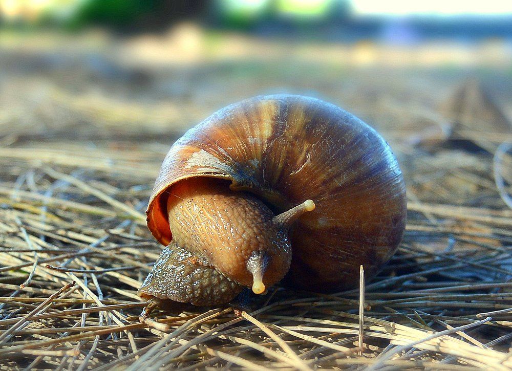 Застенчивость