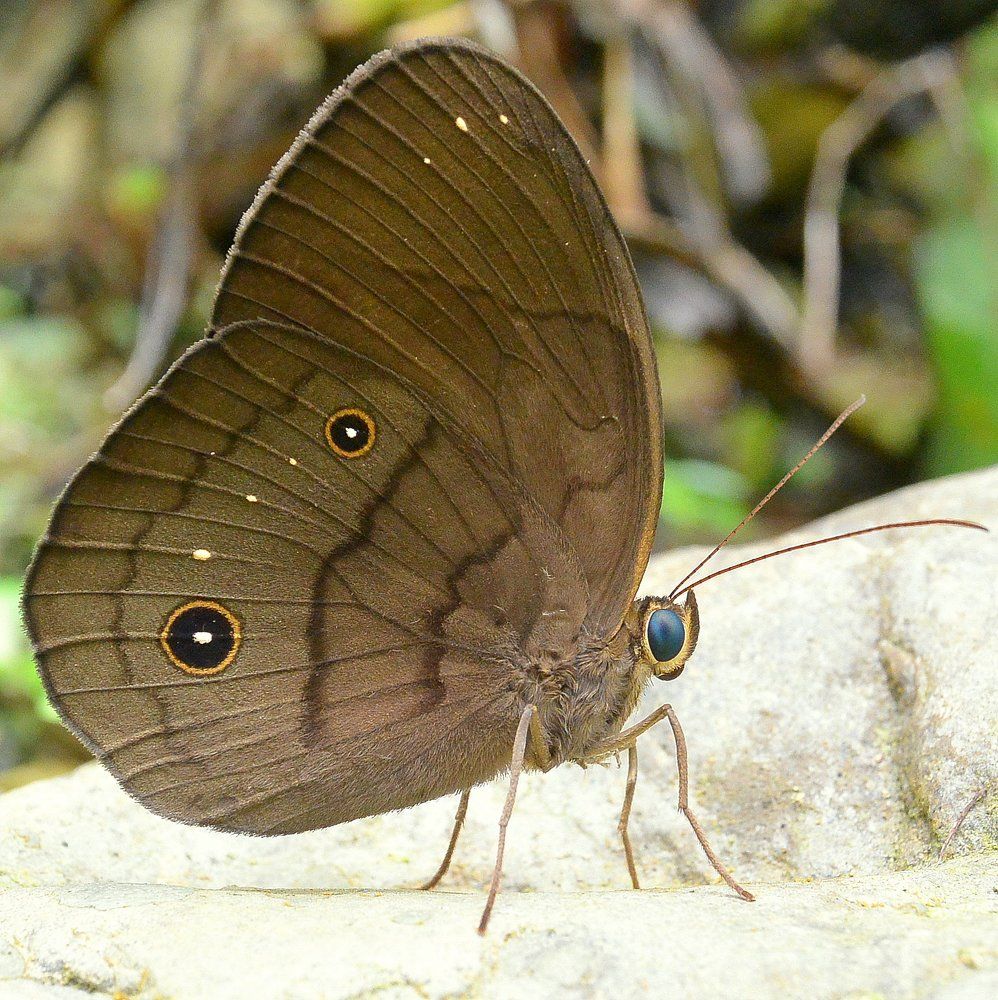 Азиатская бабочка