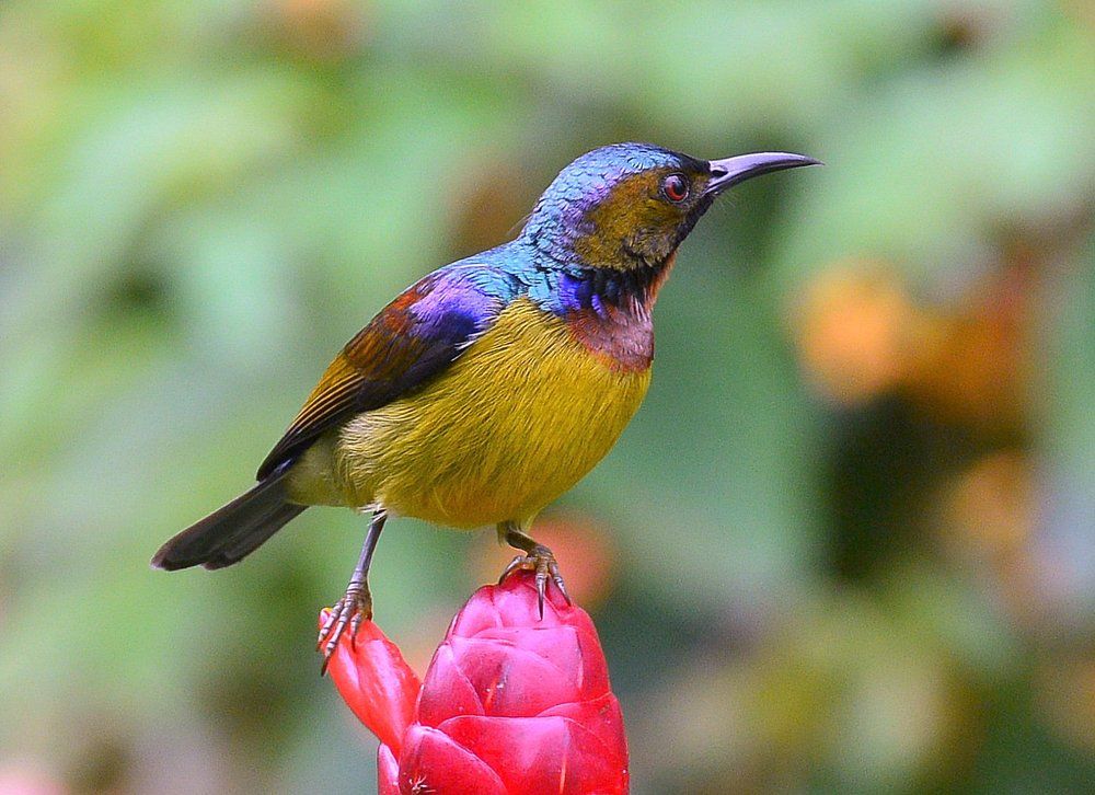 Тропическая нектарница