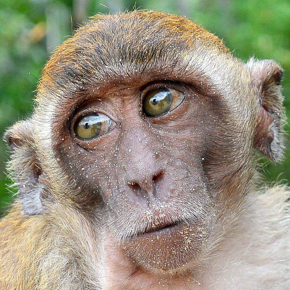 Портрет юной макаки.