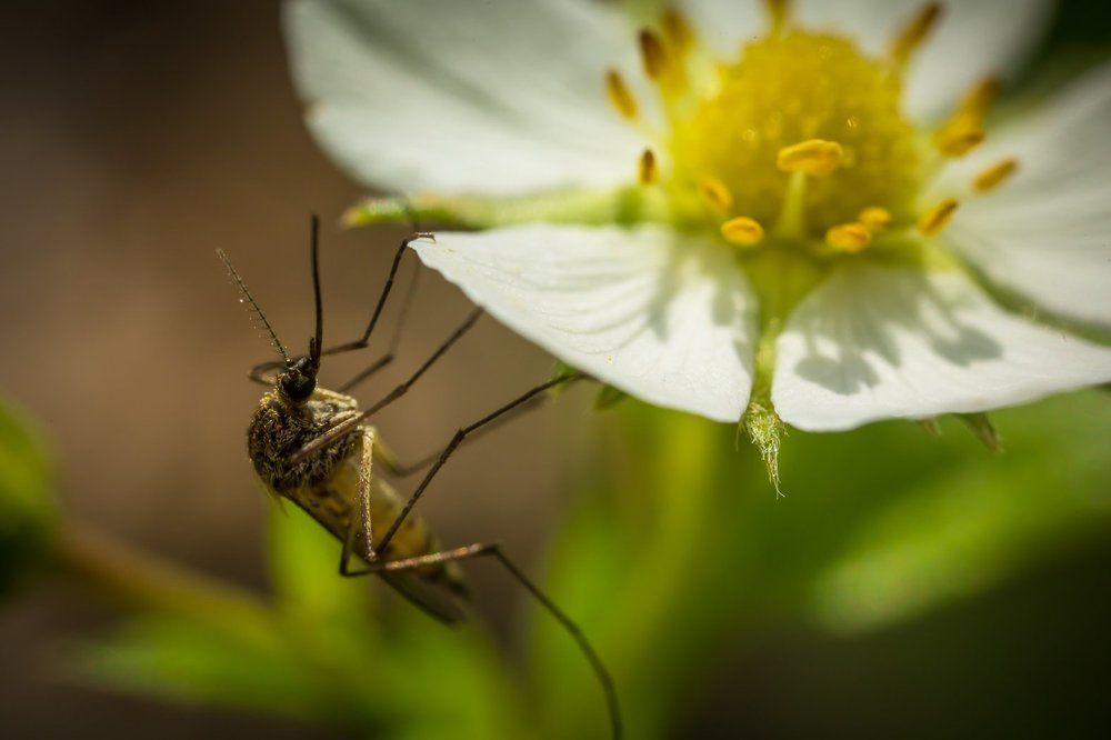 Тяга к прекрасному