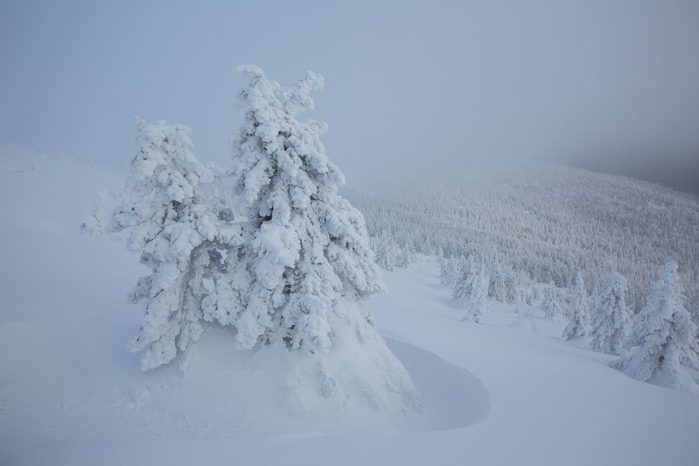 Холодно елочке