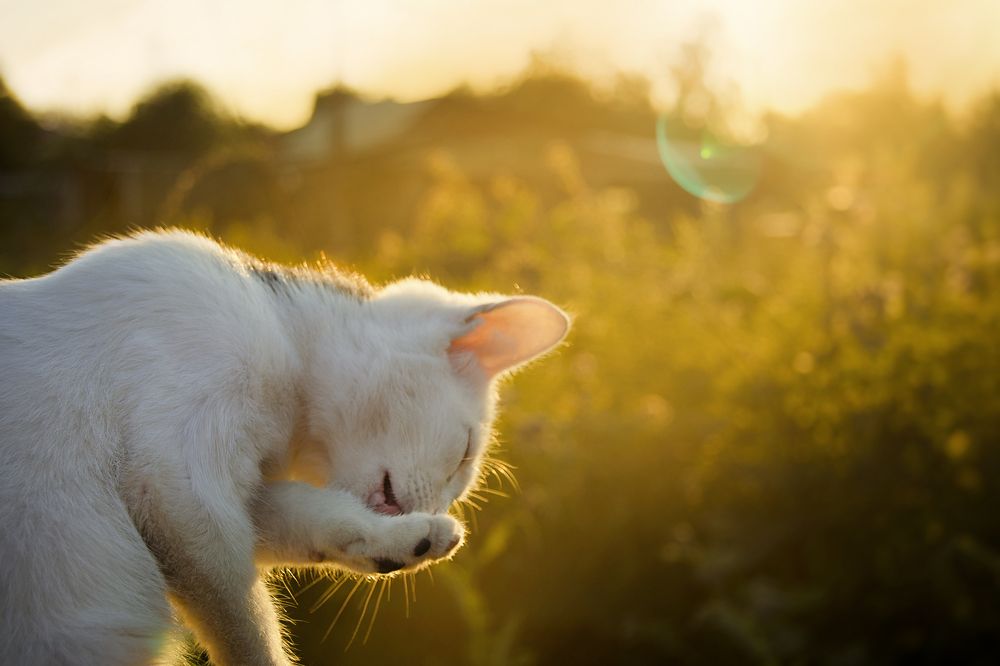 Вечернее намывание