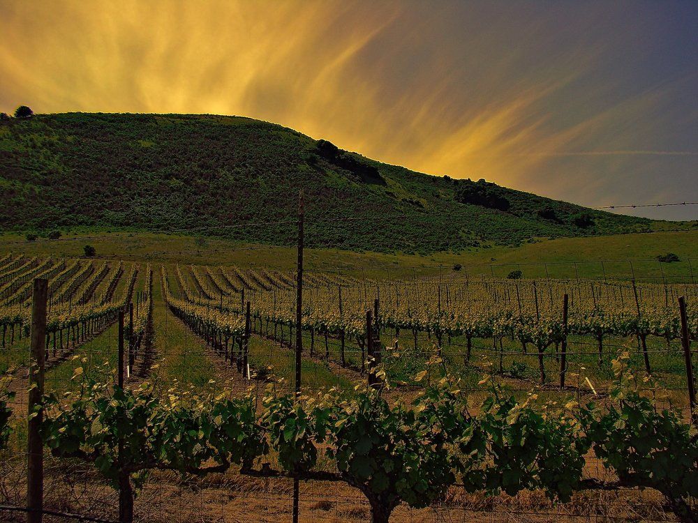 Wine Vineyard in Sonoma, CA
