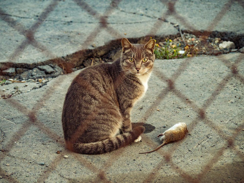 Ужин портовой кошки