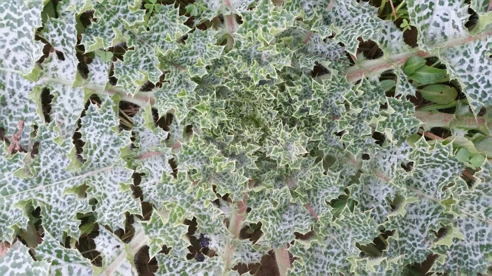 расторопша пятнистая в Алжире