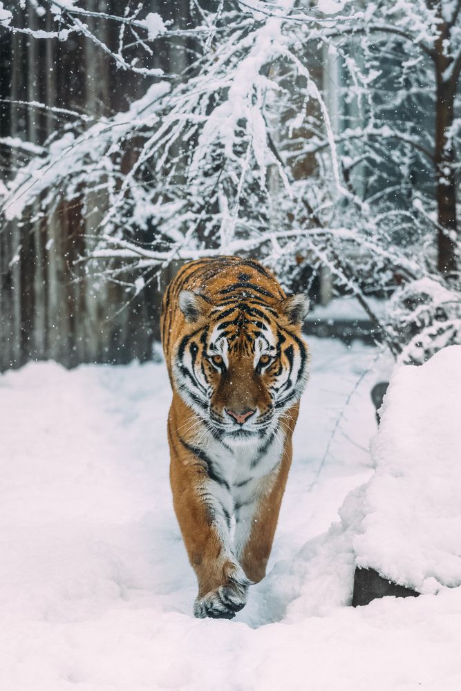 Амурский Тигр