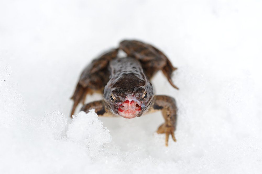 подснежник