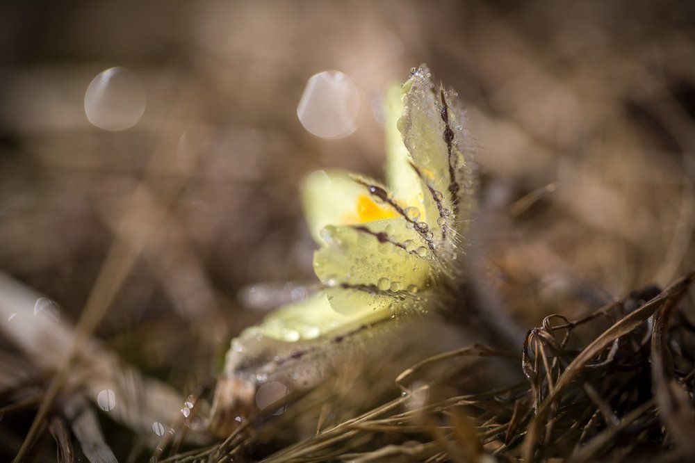 Подснежник