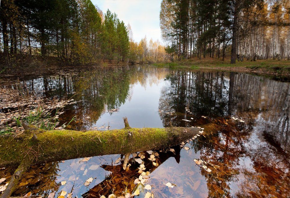 Лесное озеро