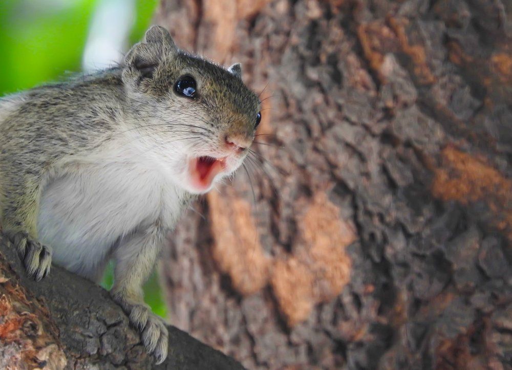 Squirrel in Different Mood