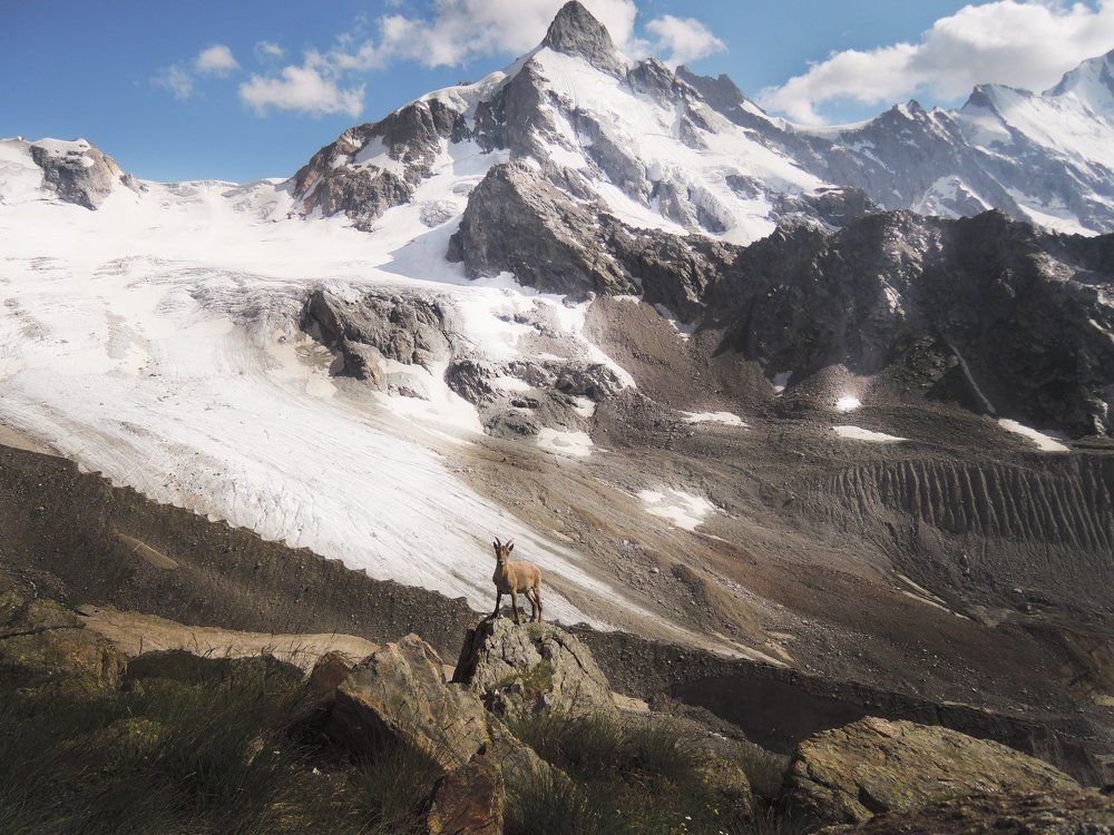 Любопытный