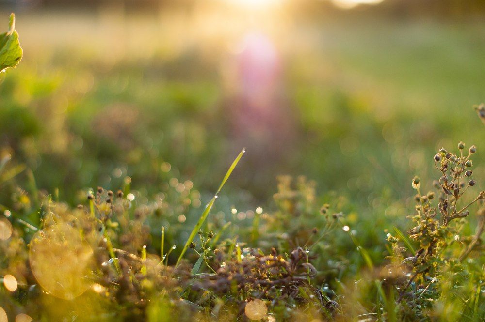 Летний рассвет